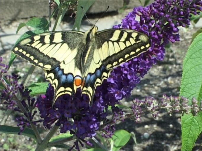 Schwalbenschwanz ( Papilio machaon ), auf Sommerflieder : Kevelaer-Twisteden, Niederrheinpark Plantaria, 14.07.2008